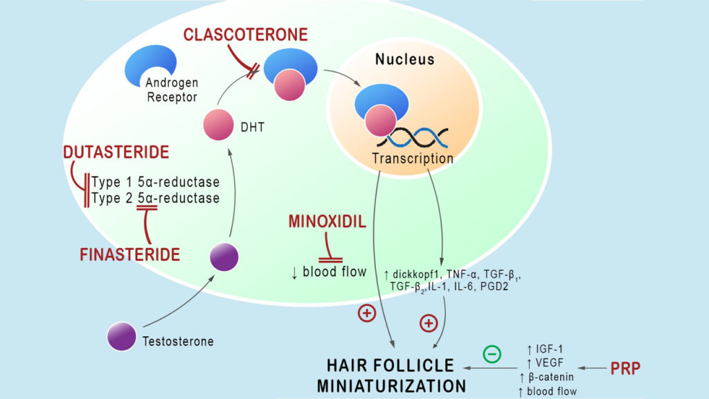 clascoterone mechanism of action