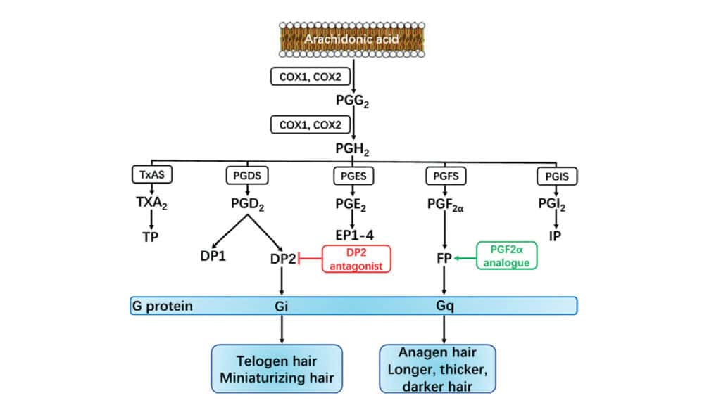 prostaglandins biosynthesis and effects on hair follicles